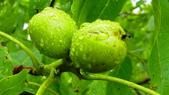 Yeşil Ceviz Kullanımı ve Faydaları Nelerdir?