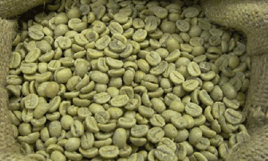 Yeşil Kahve Kullanımı ve Faydaları Nelerdir?